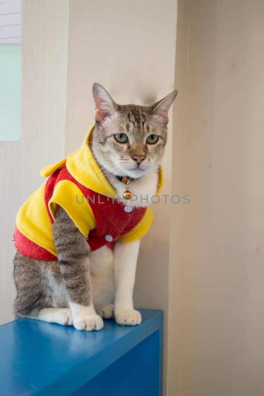Domestic cat chilled in coffee shop, stock photo