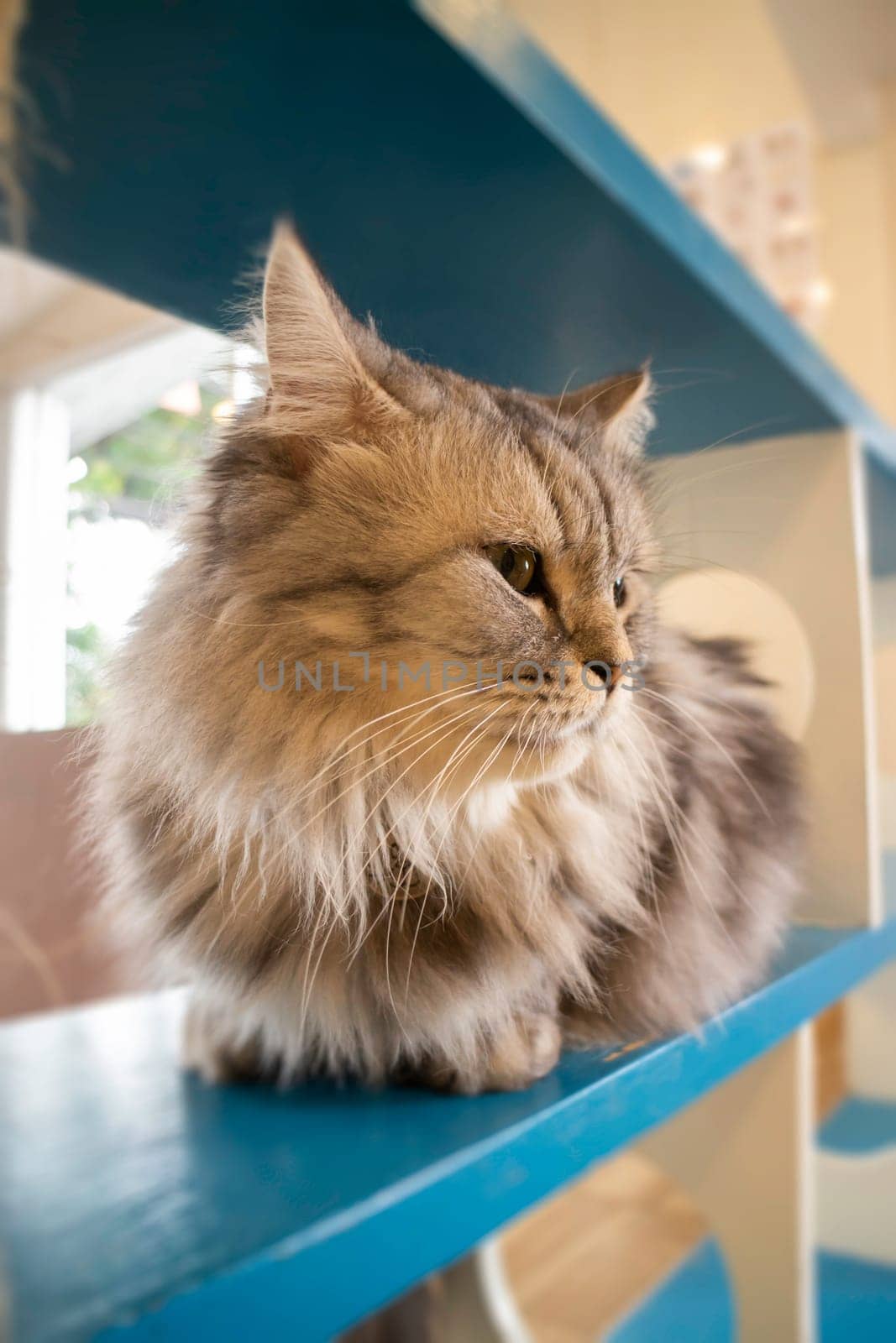 Domestic cat chilled in coffee shop, stock photo