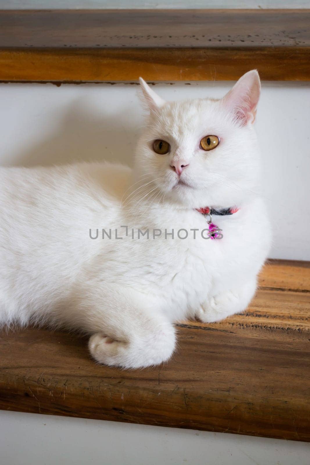 Domestic cat chilled in coffee shop, stock photo