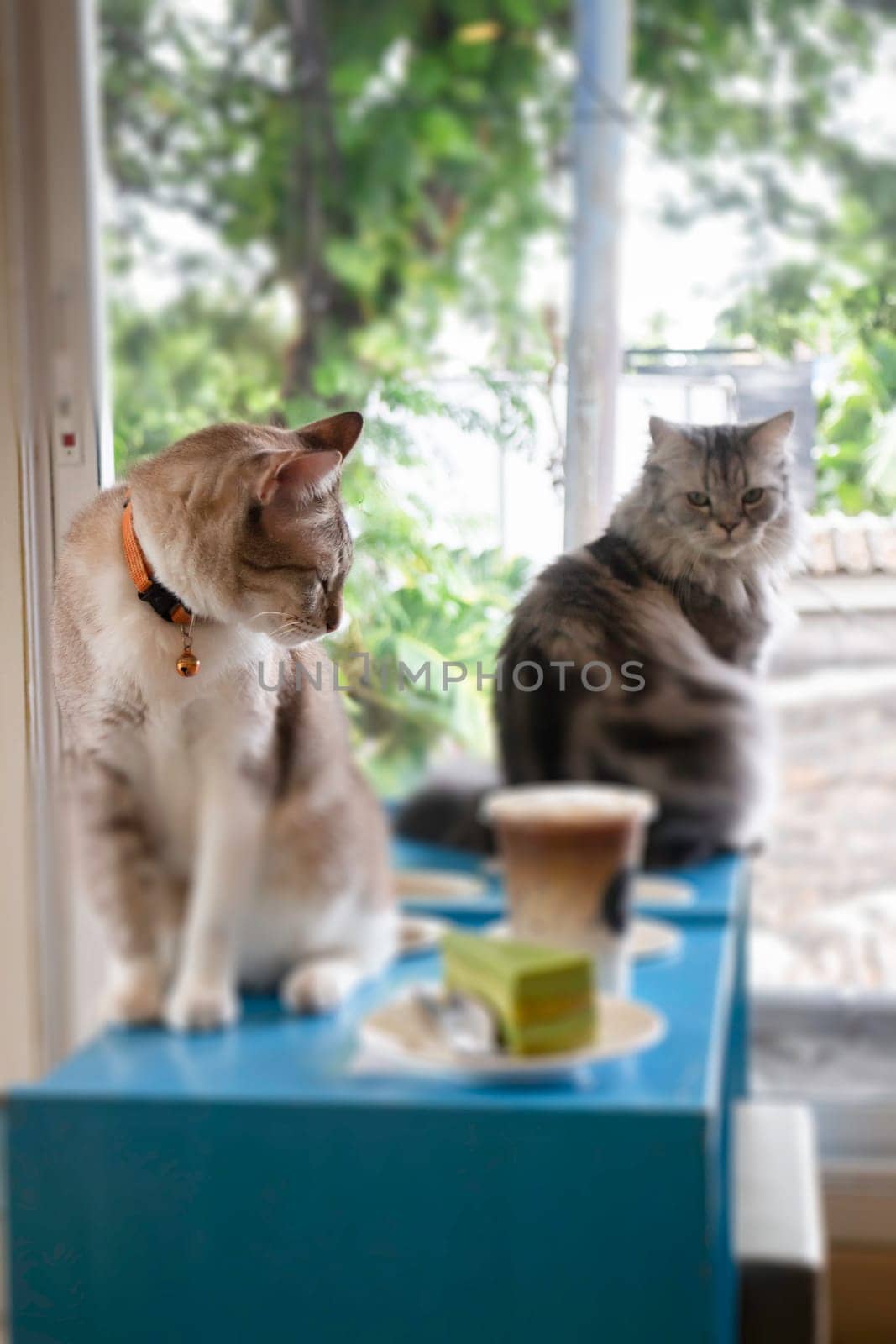 Domestic cat chilled in coffee shop, stock photo
