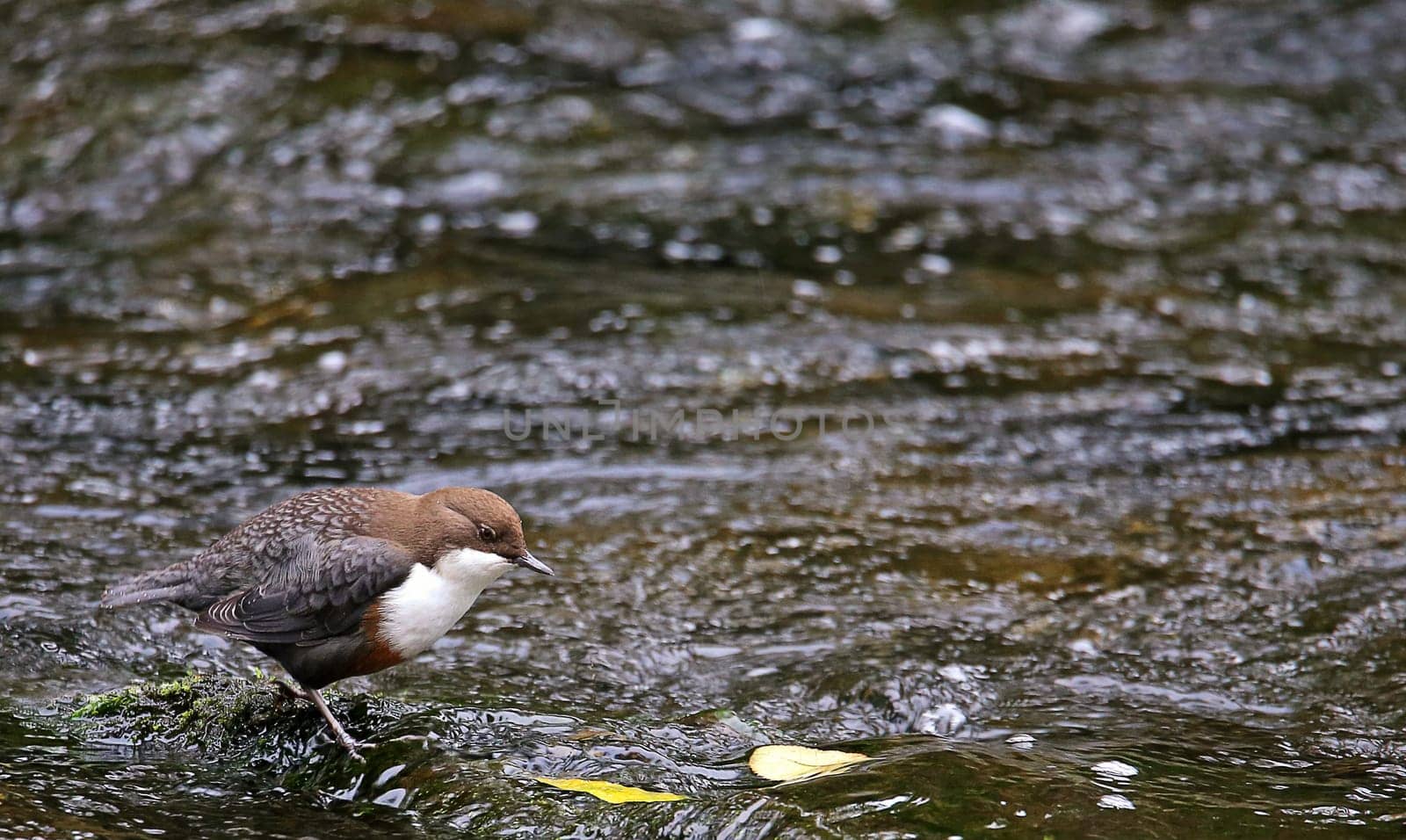 Dipper Cinclus cinclus in the Dreisam in Freiburg