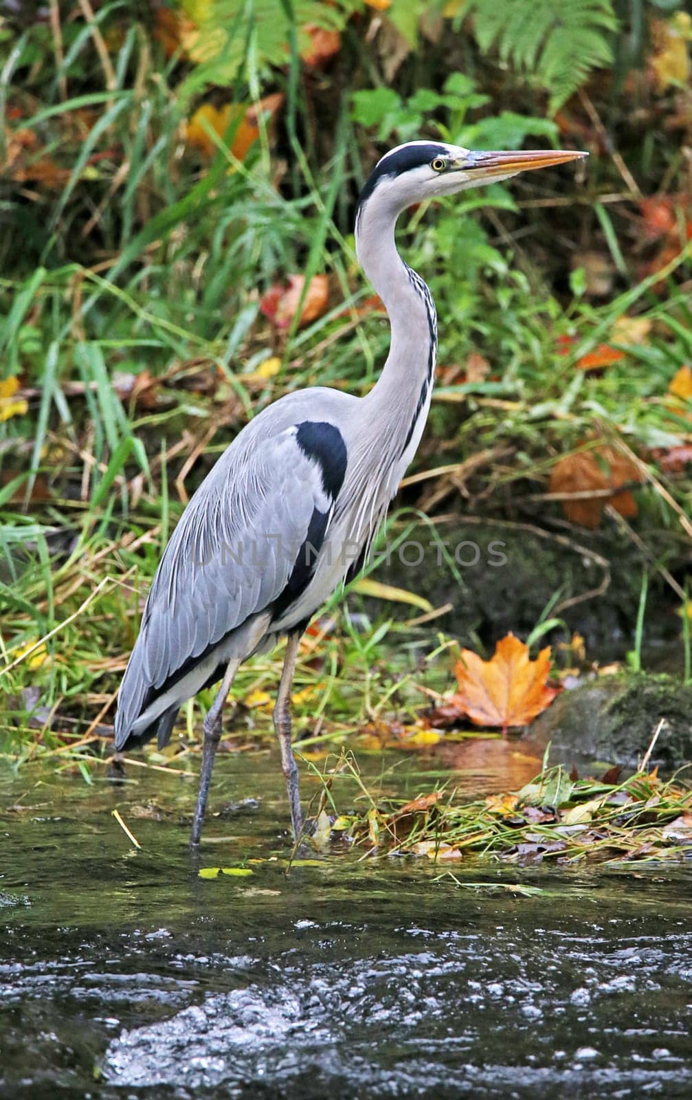 Grey Heron Ardea cinerea at the Dreisam in Freiburg