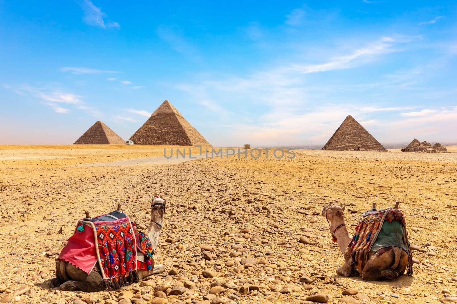 Camels at the foot of the Giza Pyramids, Cairo, Egypt.