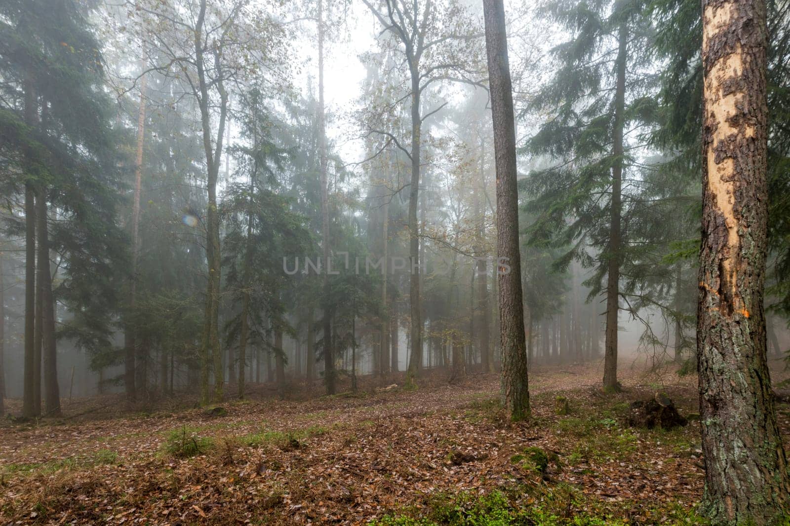 Forest in the bright fog with pines, deciduous trees and firs. Soil overgrown with moss and ferns