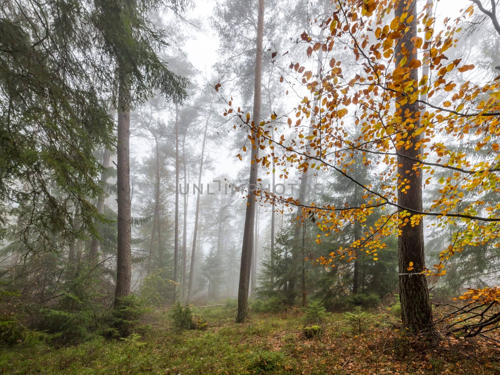 Forest in the bright fog with pines, deciduous trees and firs. Soil overgrown with moss and ferns