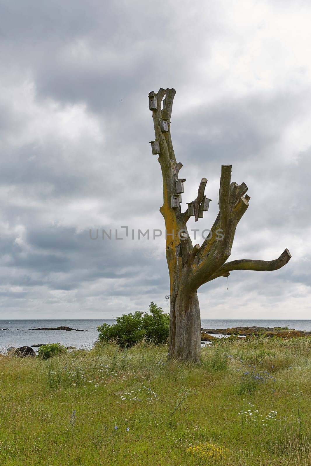 Tree covered with birdhouses on coast line of Baltic Sea near the village of Svaneke on Island Bornholm in Denmark.