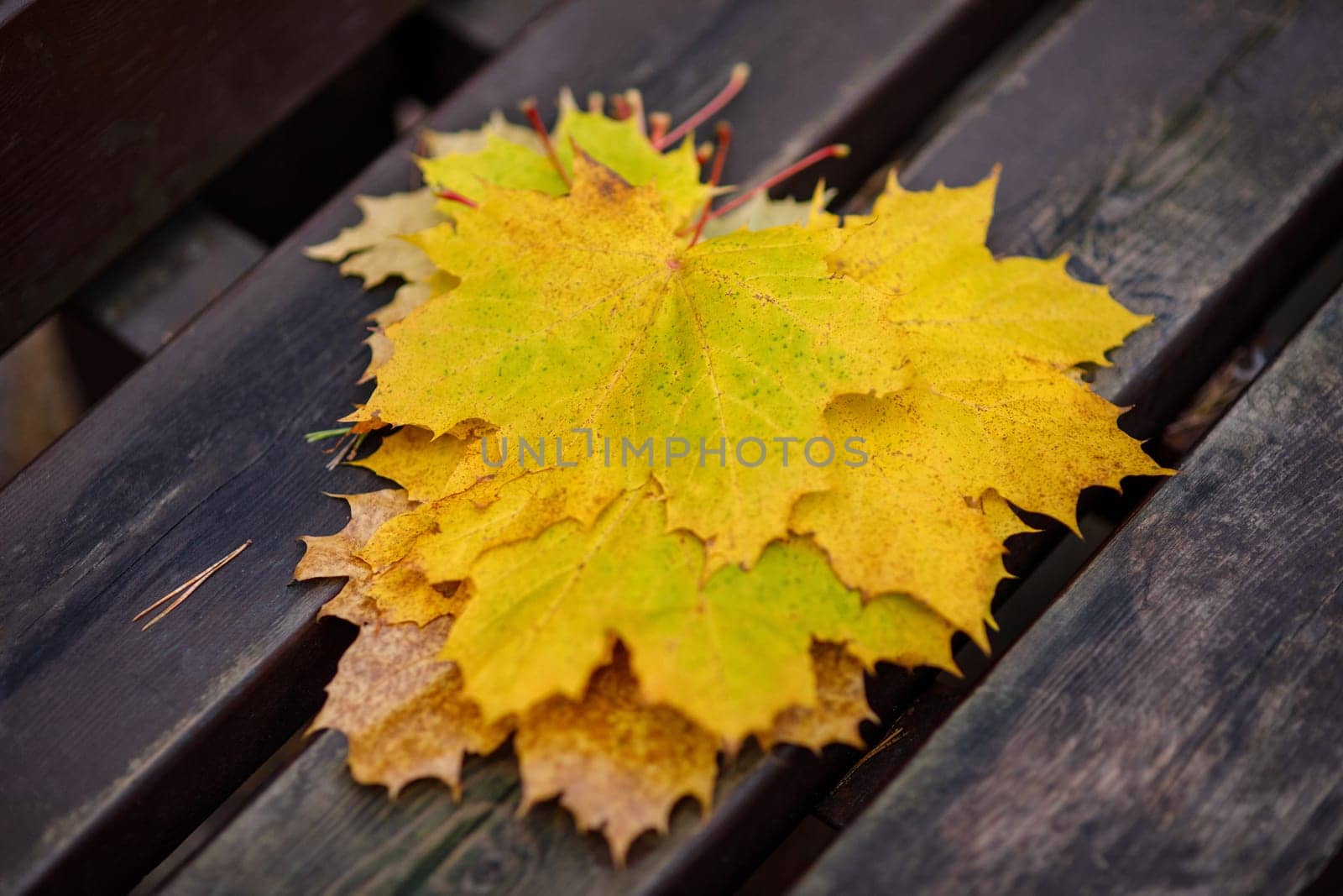 Yellow maple leaves on a bench lying in a stack, in defocus