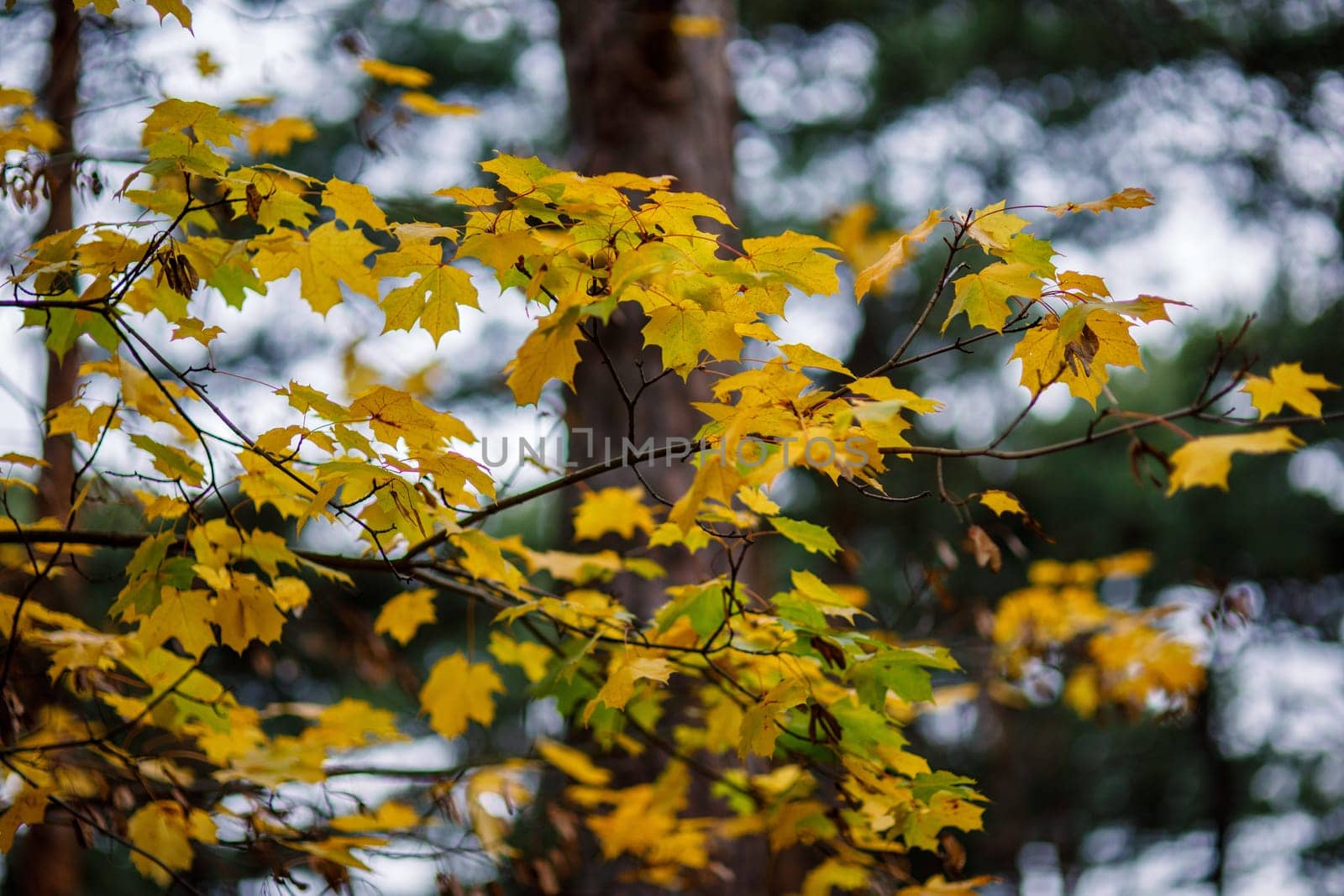 Branch with yellow maple leaves in a dark, very autumn forest