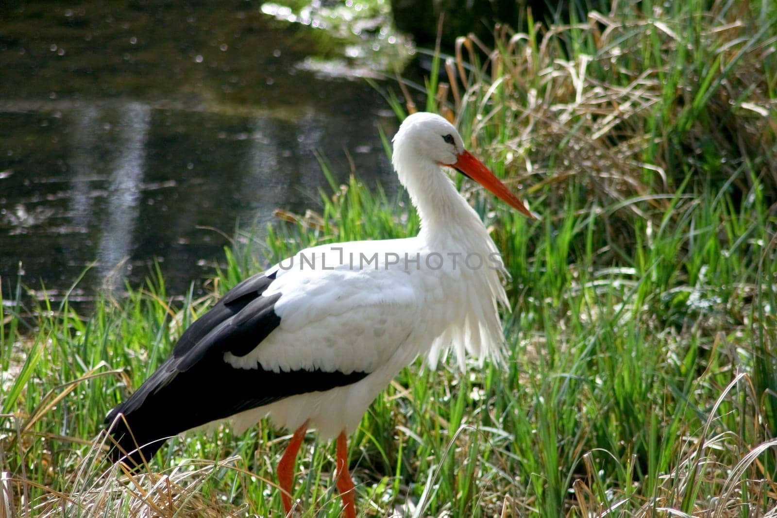 White Stork walks around on a green meadow
