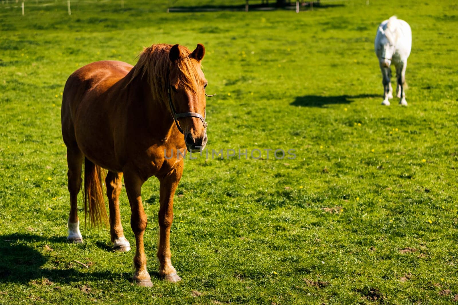 Brown and white horses grazing on green meadow in summer on a bright sunny day