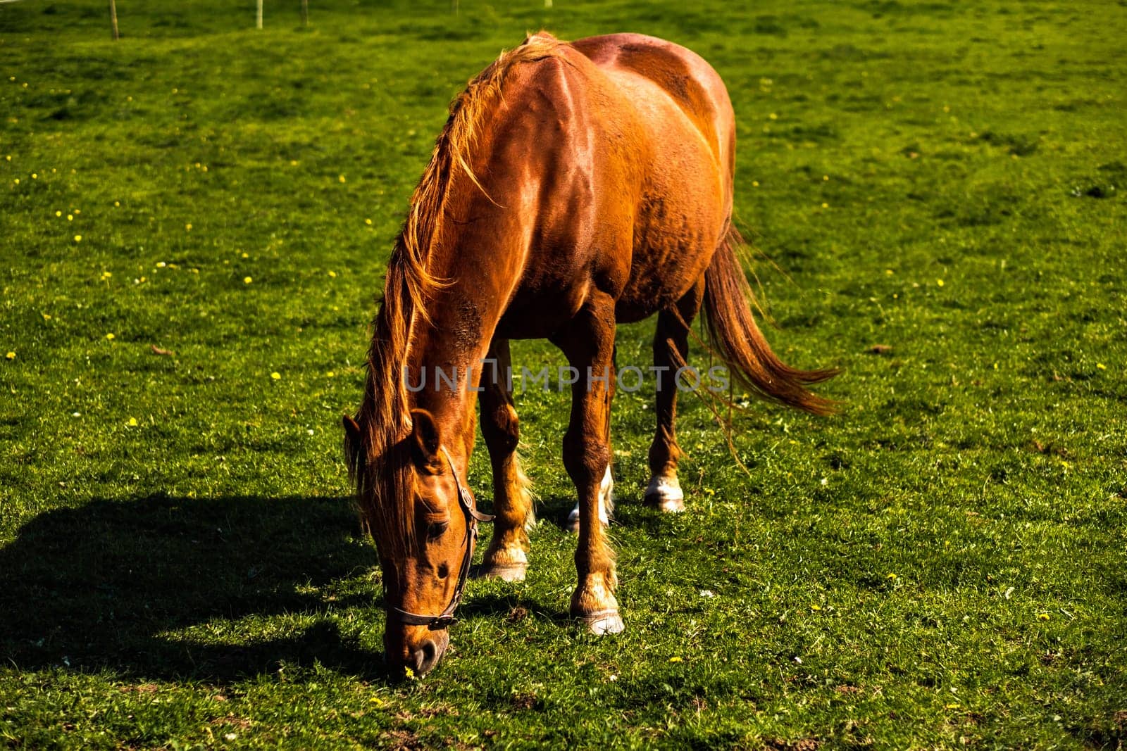 Brown horse grazing on green meadow in summer on a bright sunny day