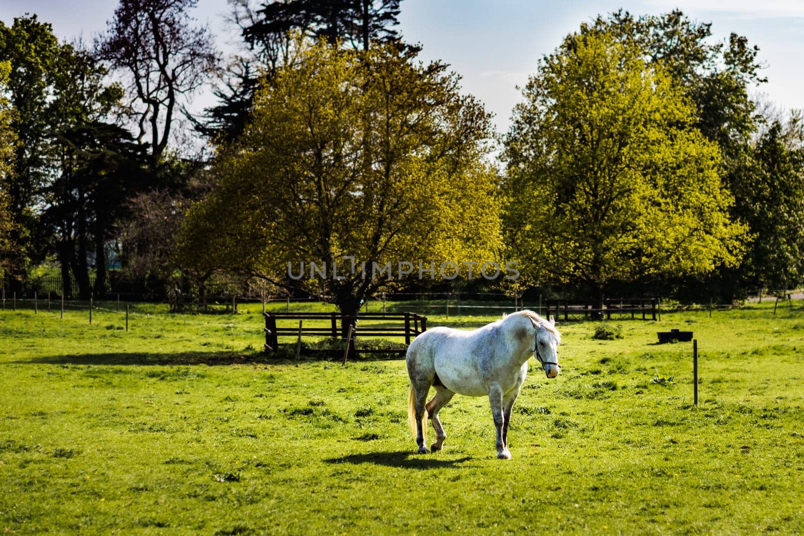White horse grazing on green meadow in summer on a bright sunny day with forest in background