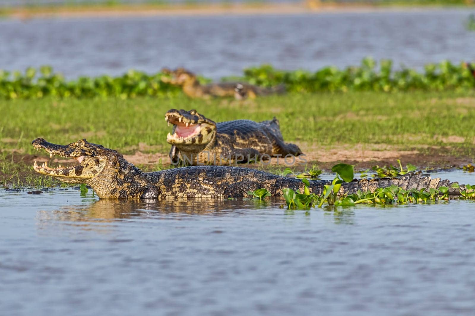 Spectacled caimans (Caiman crocodilus yacare) warming up,Pantanal,Mato Grosso,Brazil