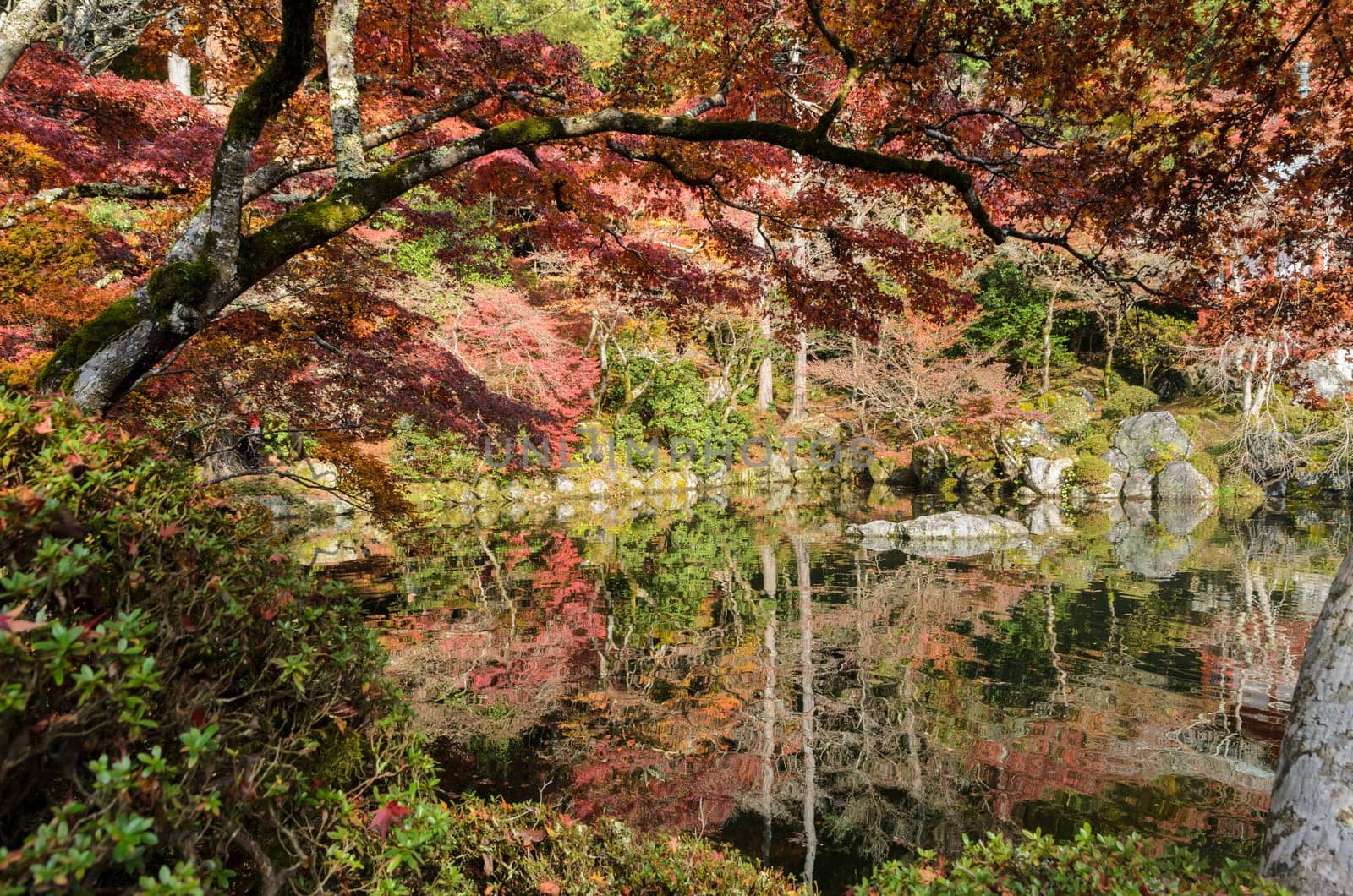 Beautiful vermilion leaves in autumn with reflection on pond in Japan