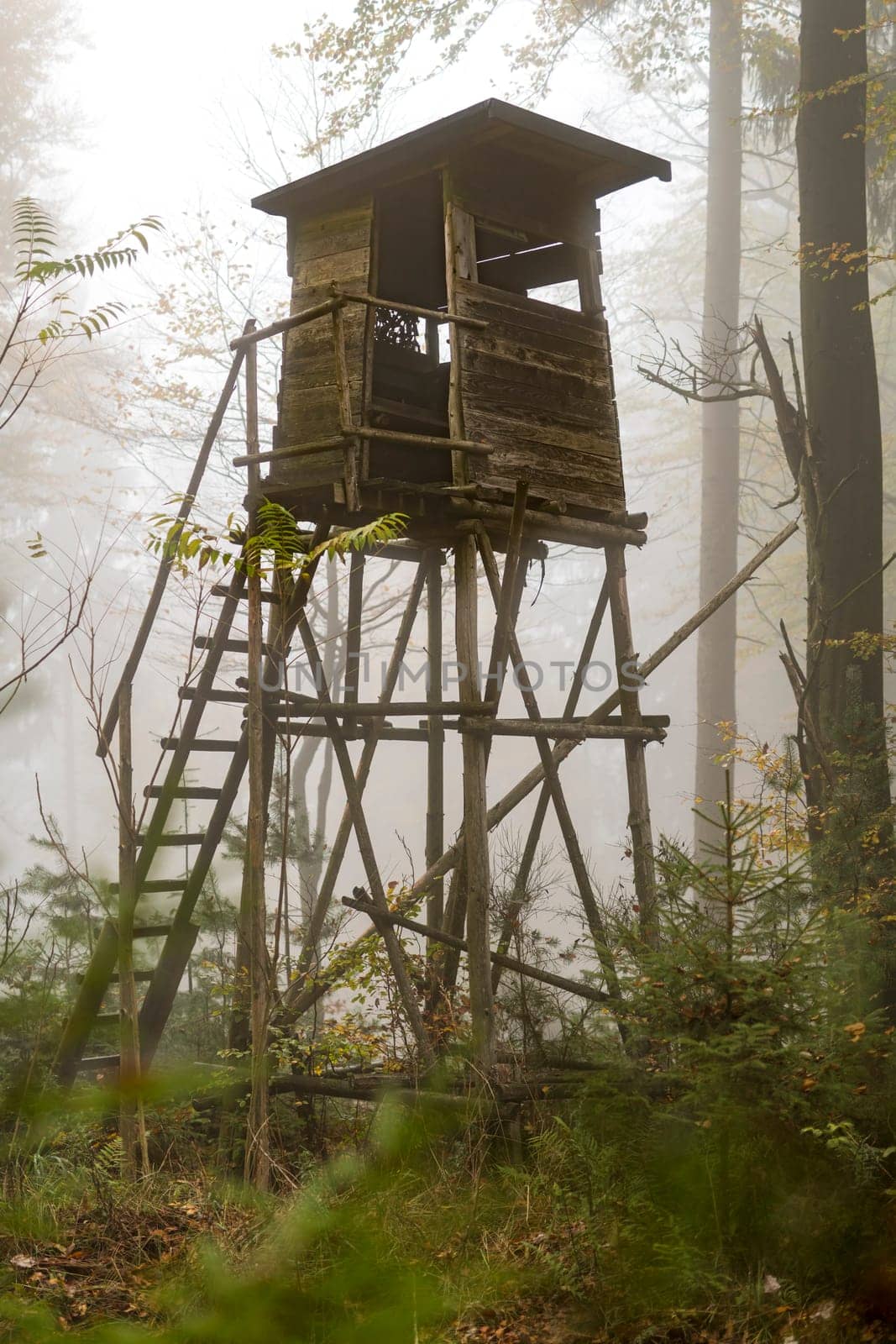 Wooden hunter perched at the forest edge in fog in autumnal pine forest against blurred background