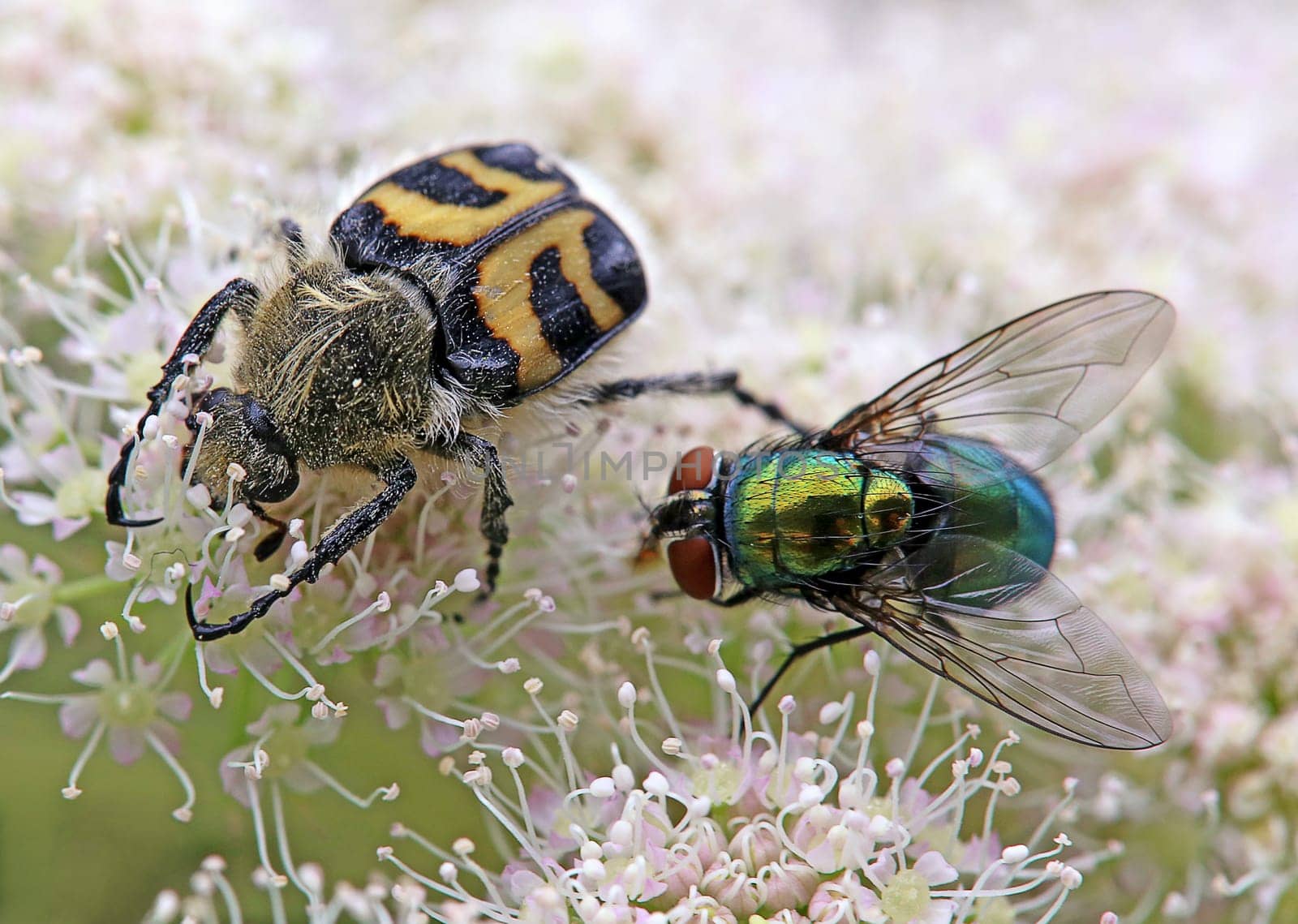 Goldfly Lucilia sericata and Banded brush beetle Trichius fasciatus