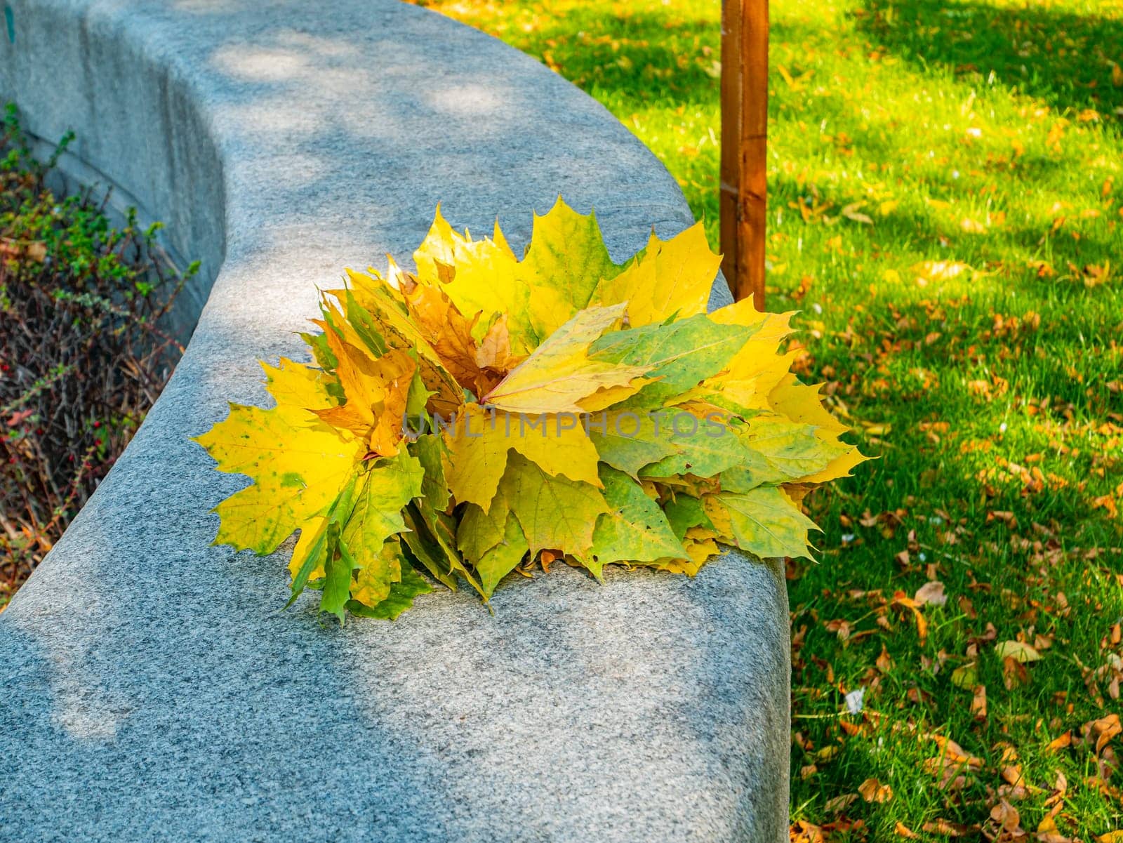 Bouquet of autumn yellow maple leaves. Background. Nature.