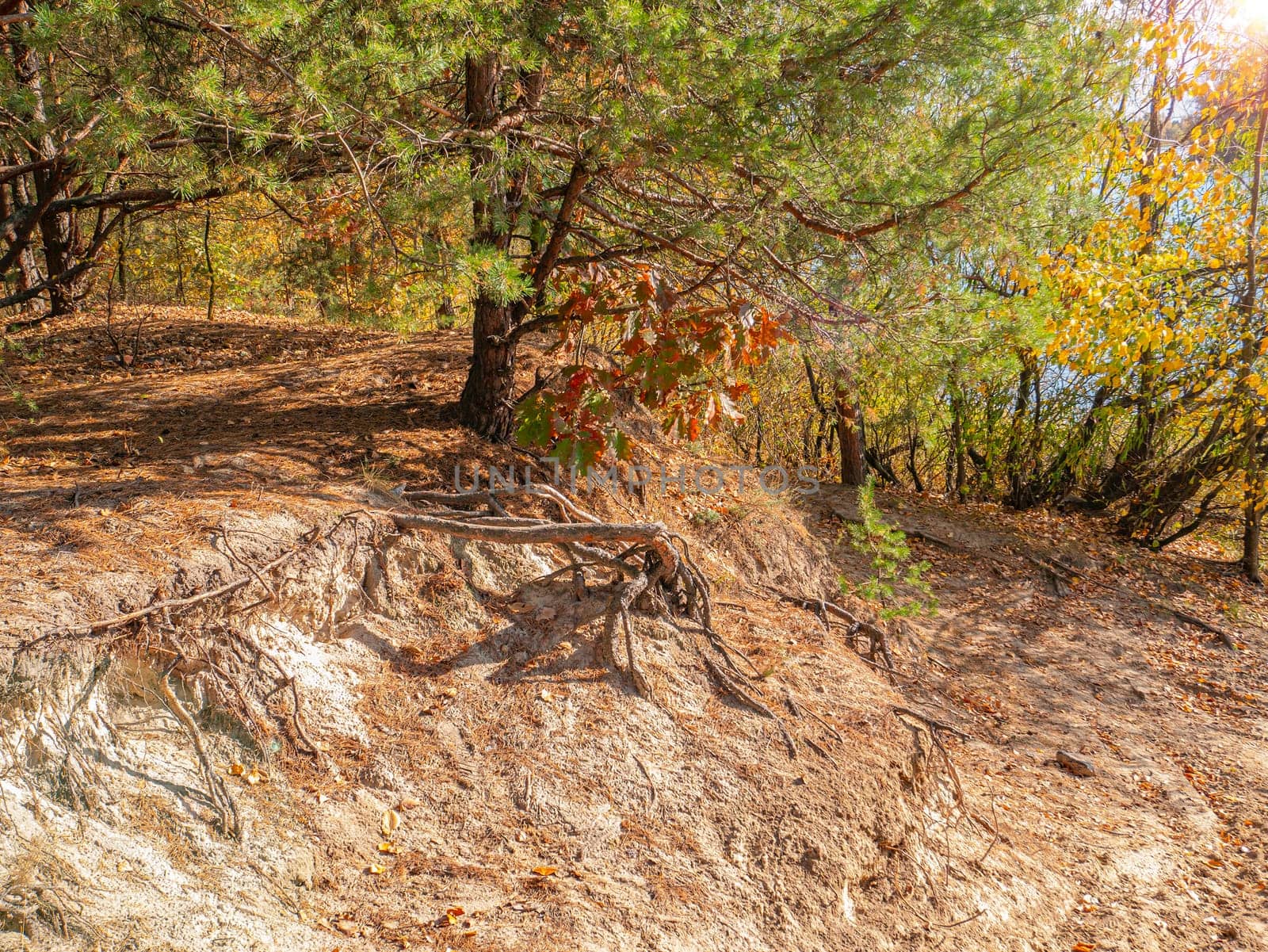 Pine tree on a cliff under the sun. Natural landscape.