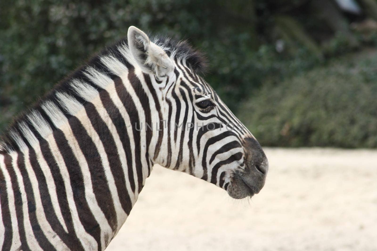 Inclusion of a portrait of Burchell's zebra (Equus quagga)