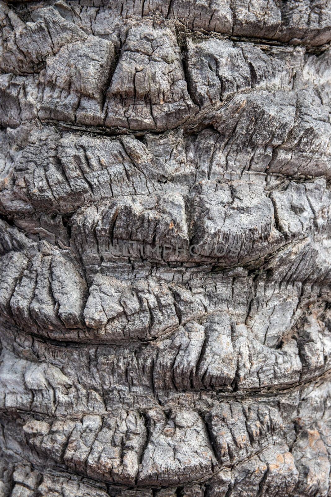Bark texture background. Close-up of a light gray brown palm tree bark in spain with a hilly uneven surface whereby the natural sunlight caused different shadows on background. Very interesting pattern.