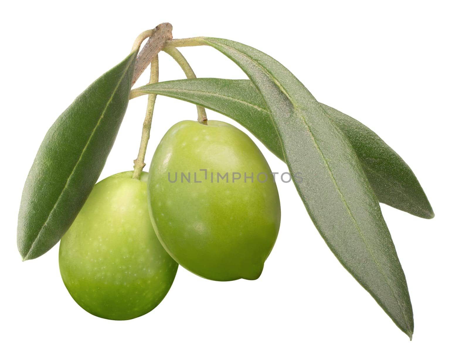 Two green olives on branch with leaves (Olea europaea fruits), isolated