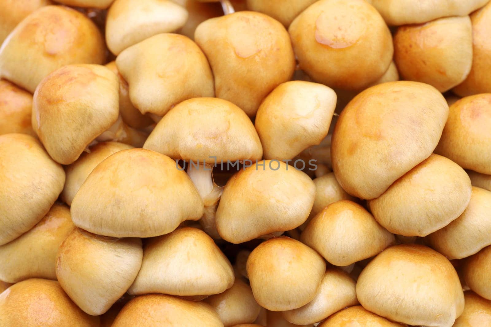 Close up of group of nameko mushrooms background