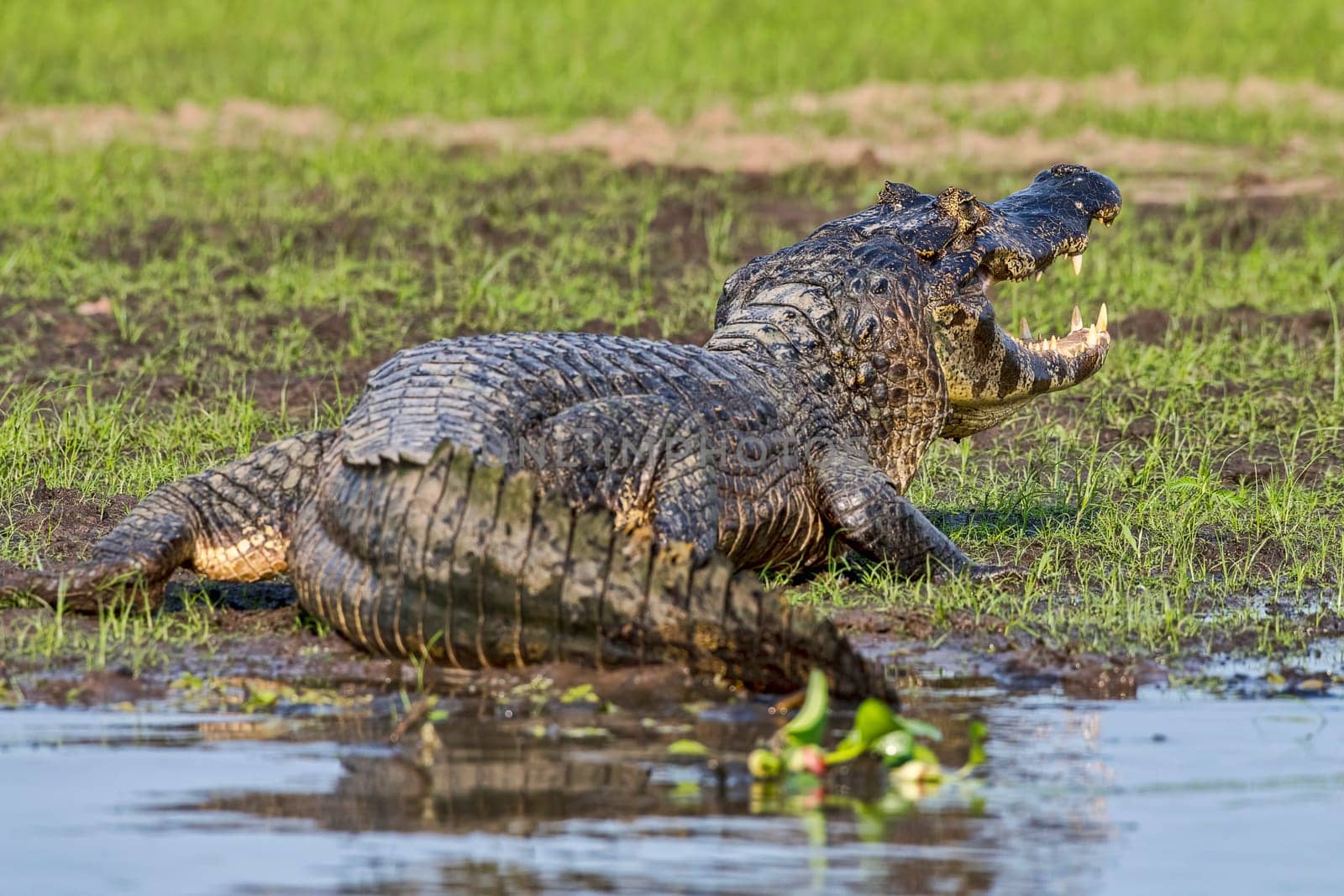 Spectacled caiman (Caiman crocodilus yacare),back view,Pantanal,Mato Grosso,Brazil