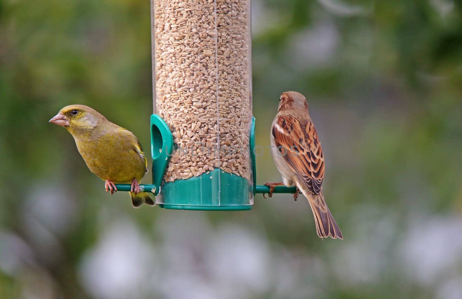 Greenfinch Carduelis chloris and house sparrow Passer domesticus at the feeder