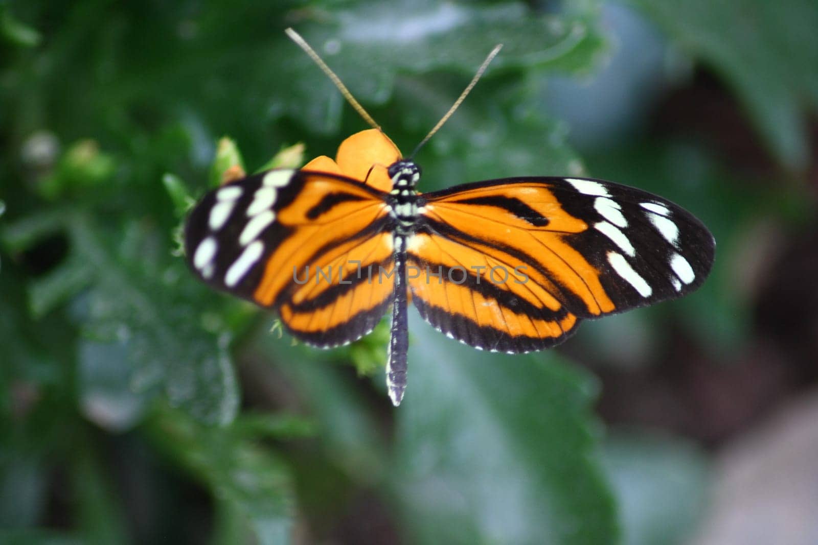 A very nice colorful butterfly