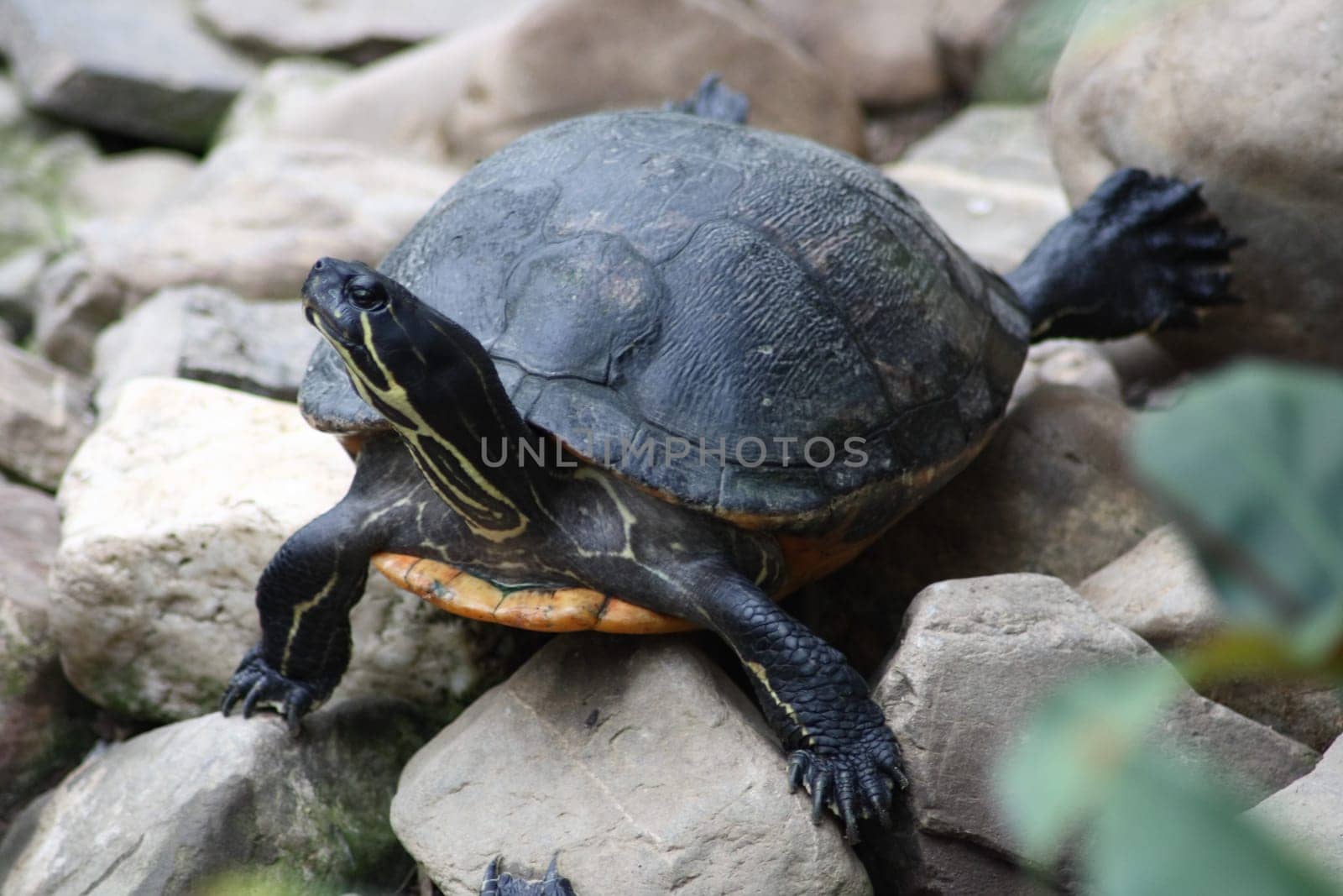 A small tortoise (Testudinidae)