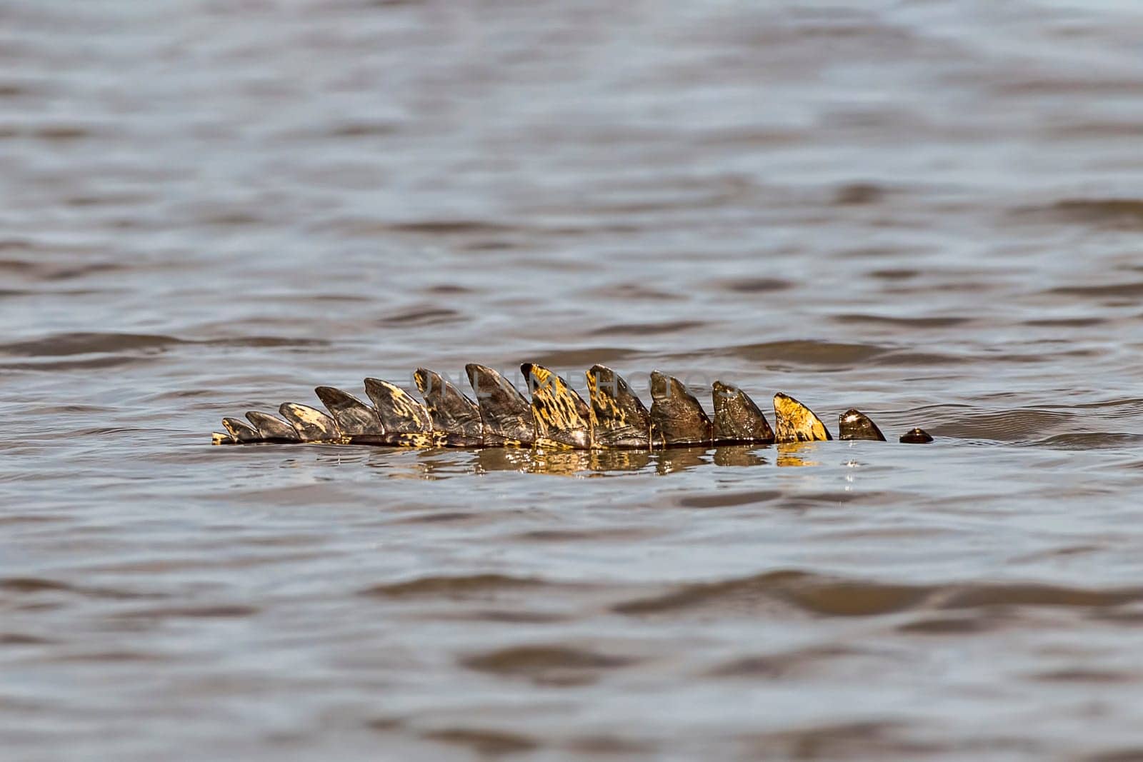 Spectacled caiman (Caiman crocodilus yacare) hidden in the water,Pantanal,Mato Grosso,Brazil