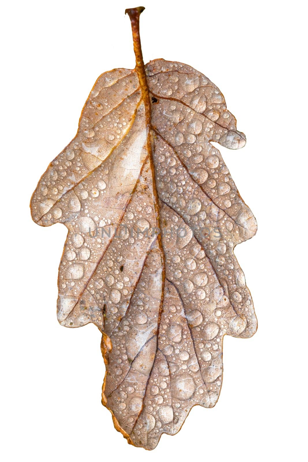 Oak leaf with dew drops and stem in autumnal colors Isolated on white