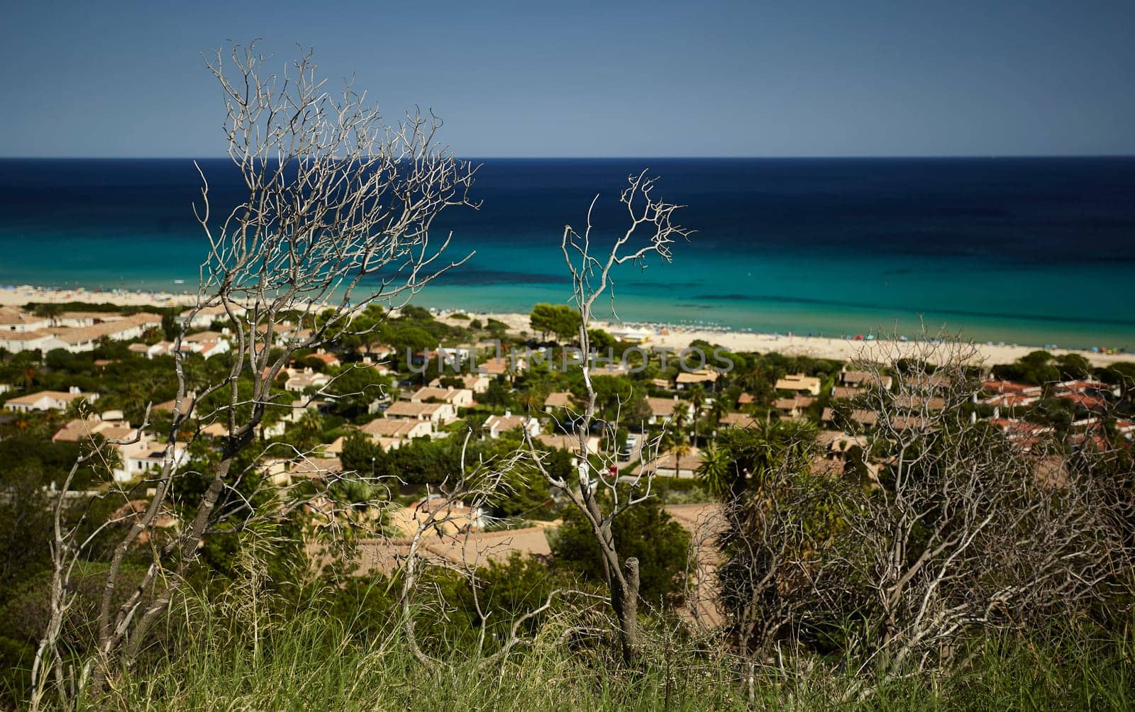 Detail of a shrub that is now dead and dried by the heat and summer droughts with behind the background of the village of Costa Rei in southern Sardinia.