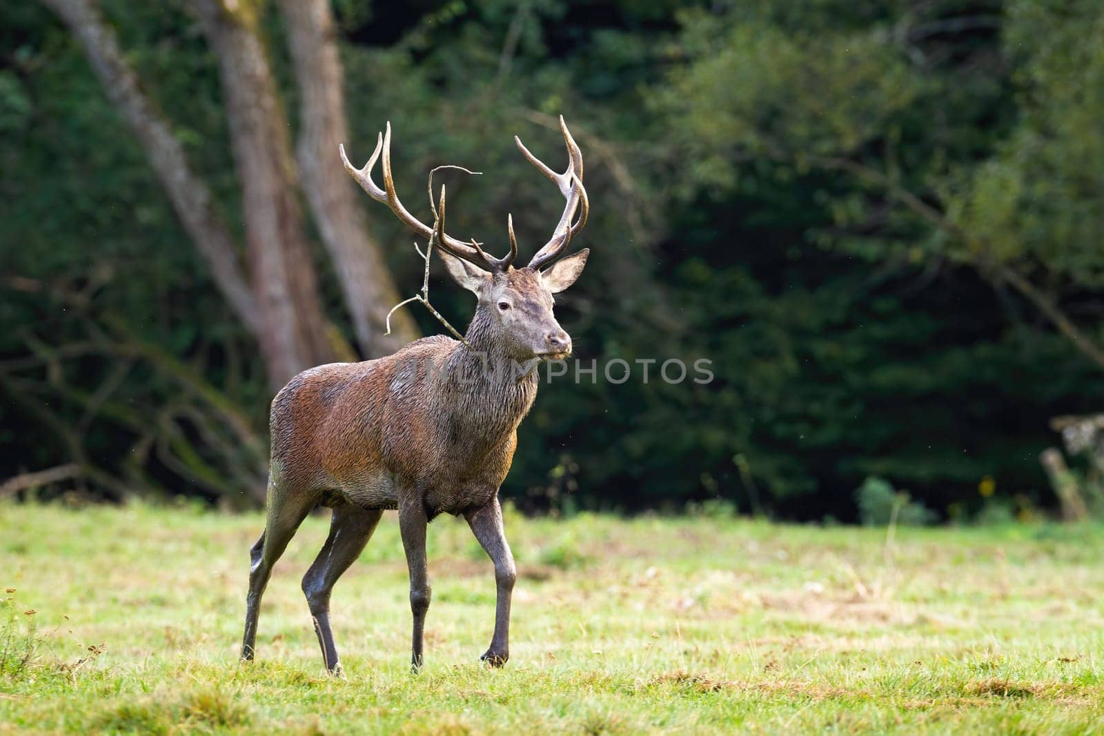Majestic red deer, cervus elaphus, stag passing in refreshing nature scenery with copy space. Wild animal covered with mud walking on a glade.