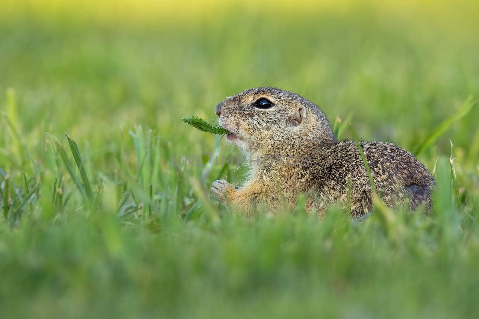 European ground squirrel, spermophilus citellus, holding a plant in mouth on a green meadow in summer. Charming souslik sitting calmly in nature.