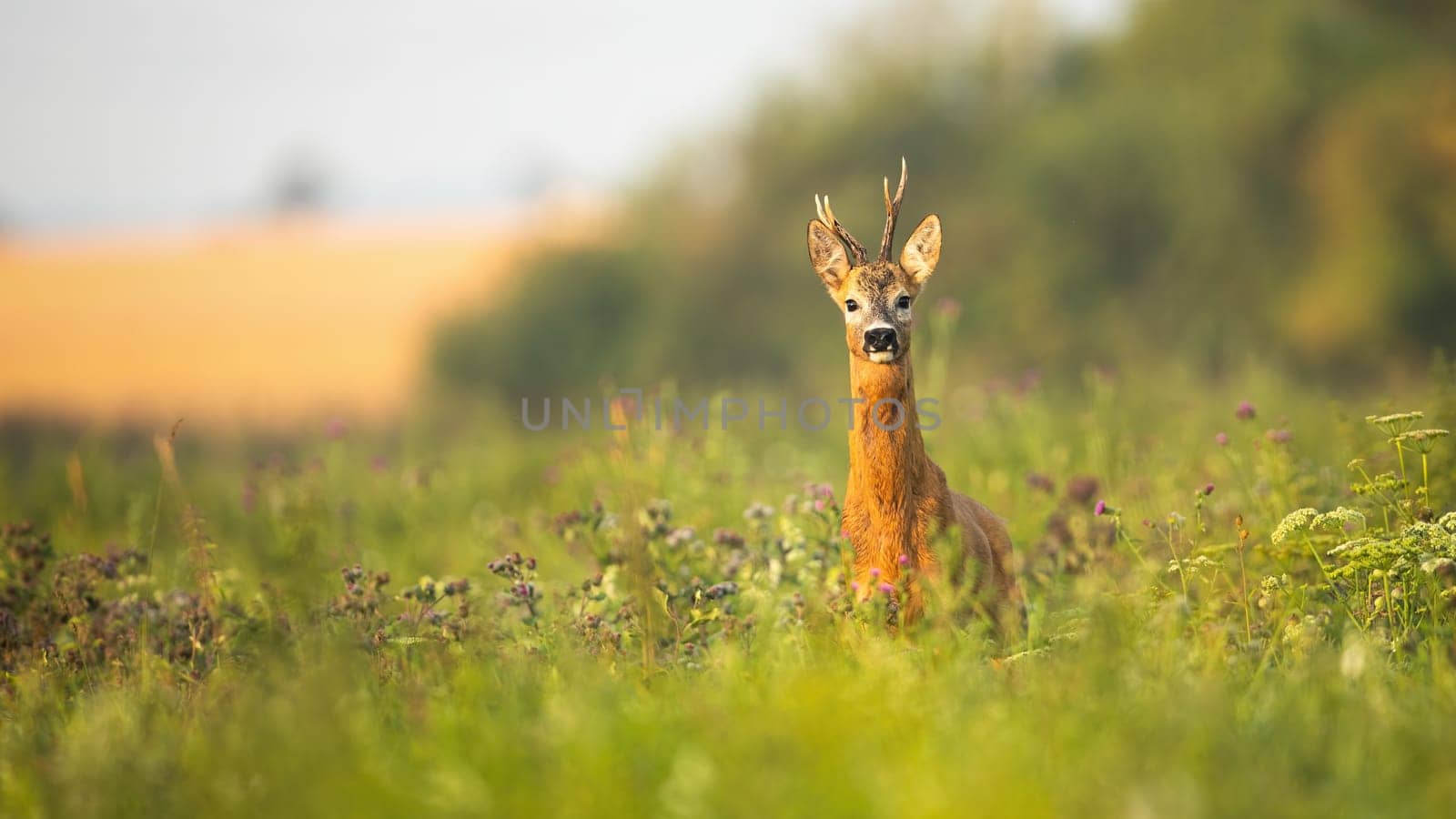 Roe deer, capreolus capreolus, buck standing proudly with head up on a meadow with wildflowers at sunrise. Wild animal with fur wet from dew facing camera in summer with copy space.