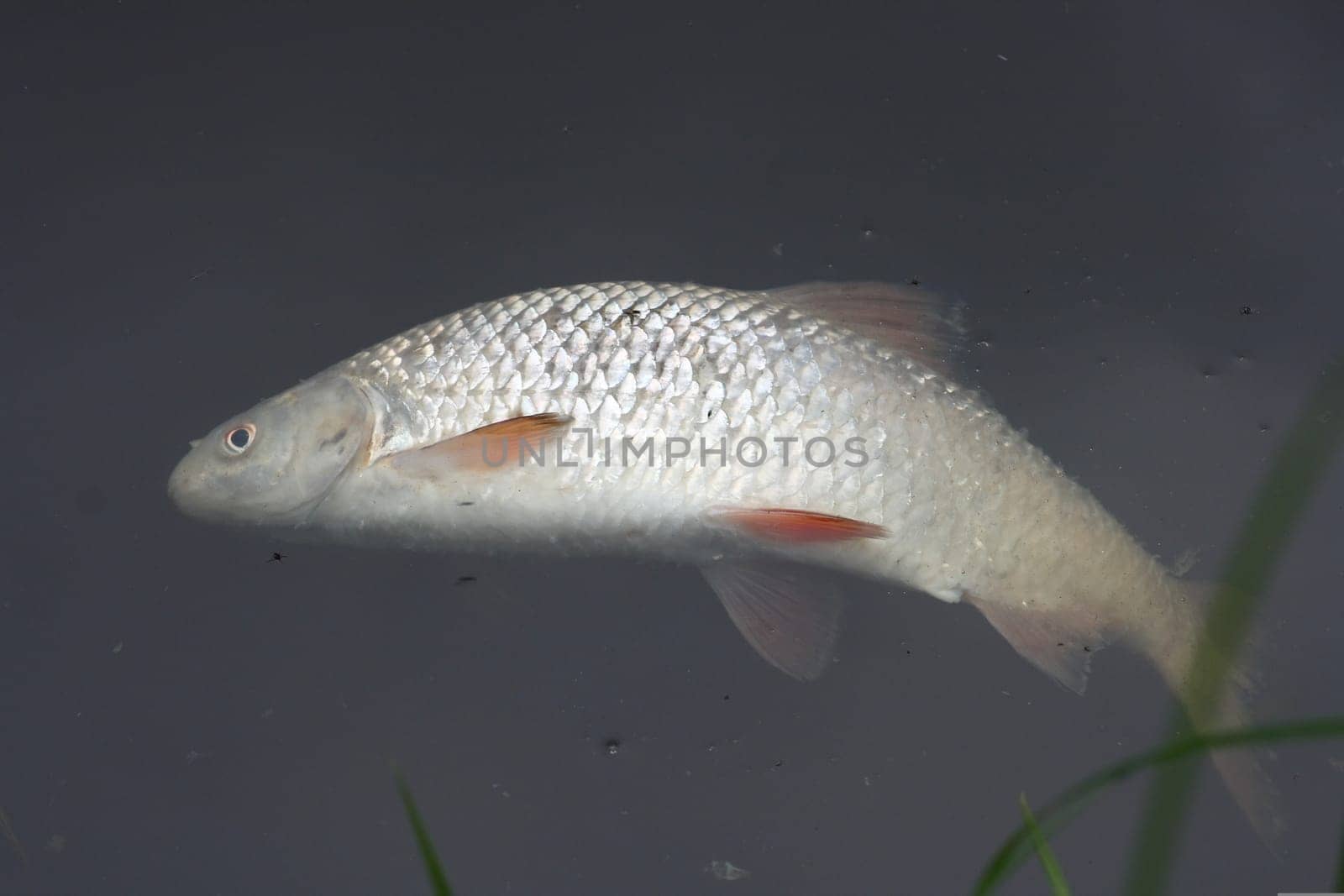 a dead fish floating in water