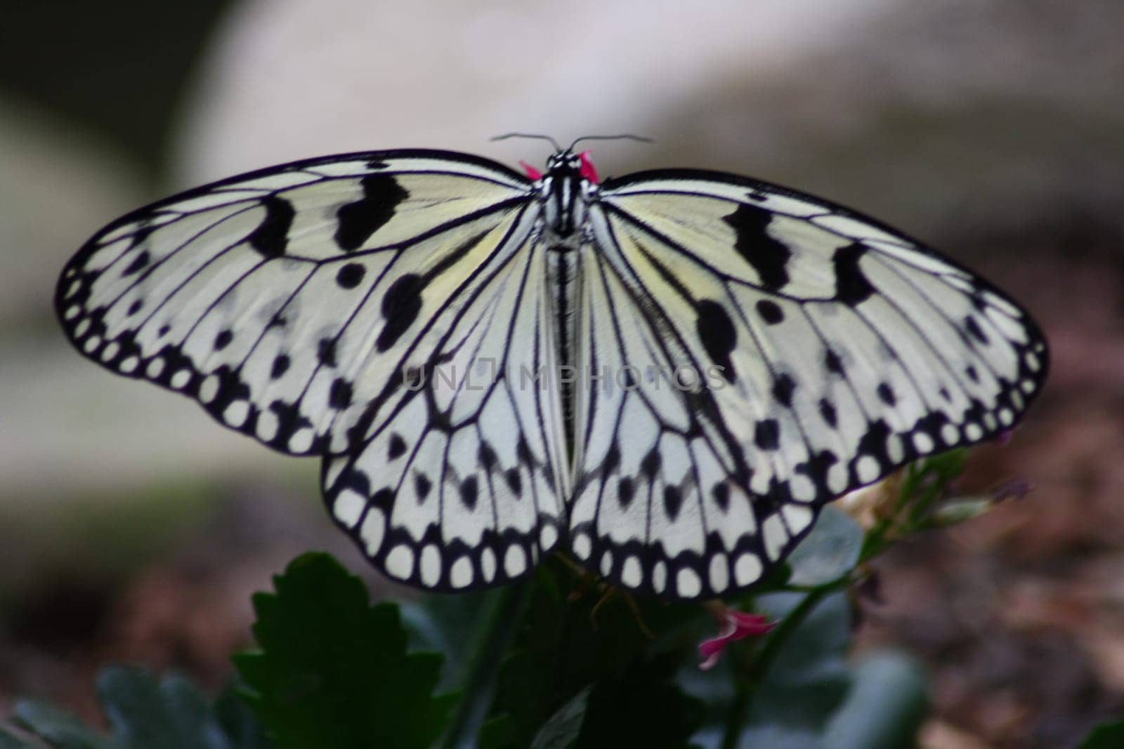 A very nice colorful butterfly