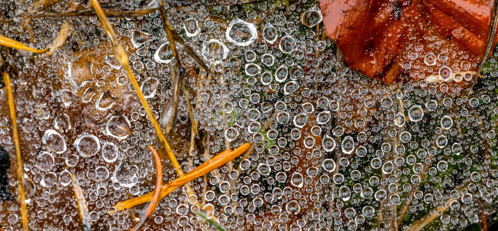 Spider web full of small dew drops on the forest floor with pine needles and autumnal foliage