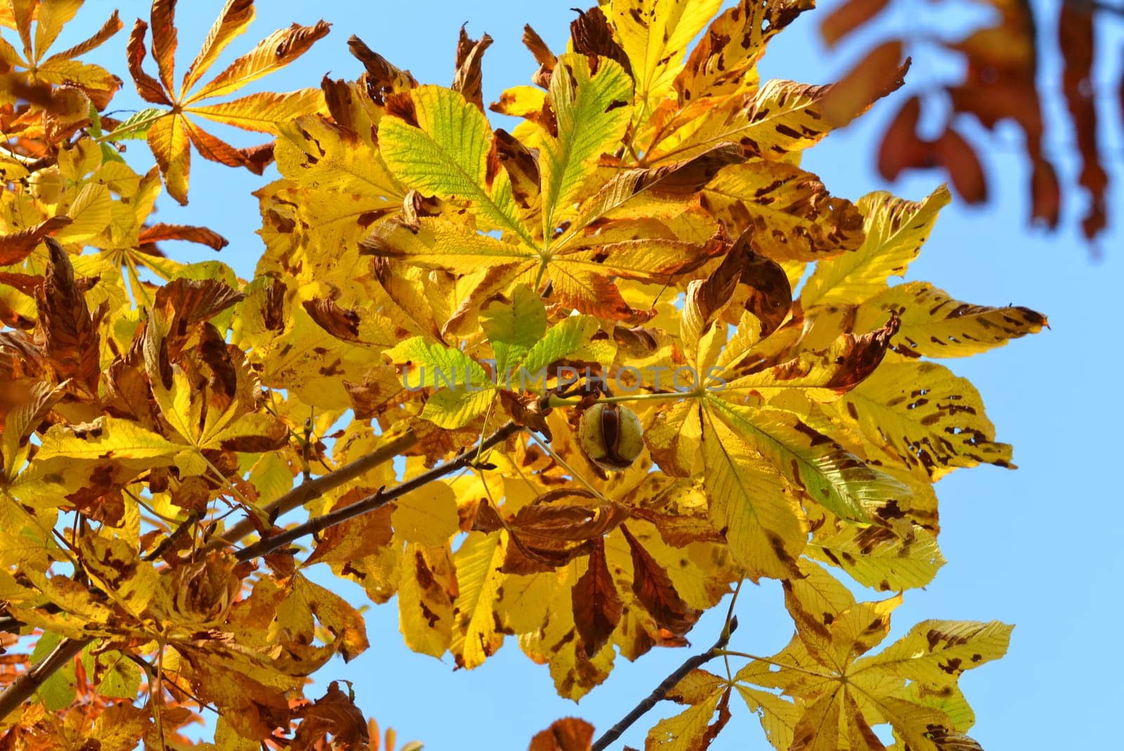 ripe chestnut
