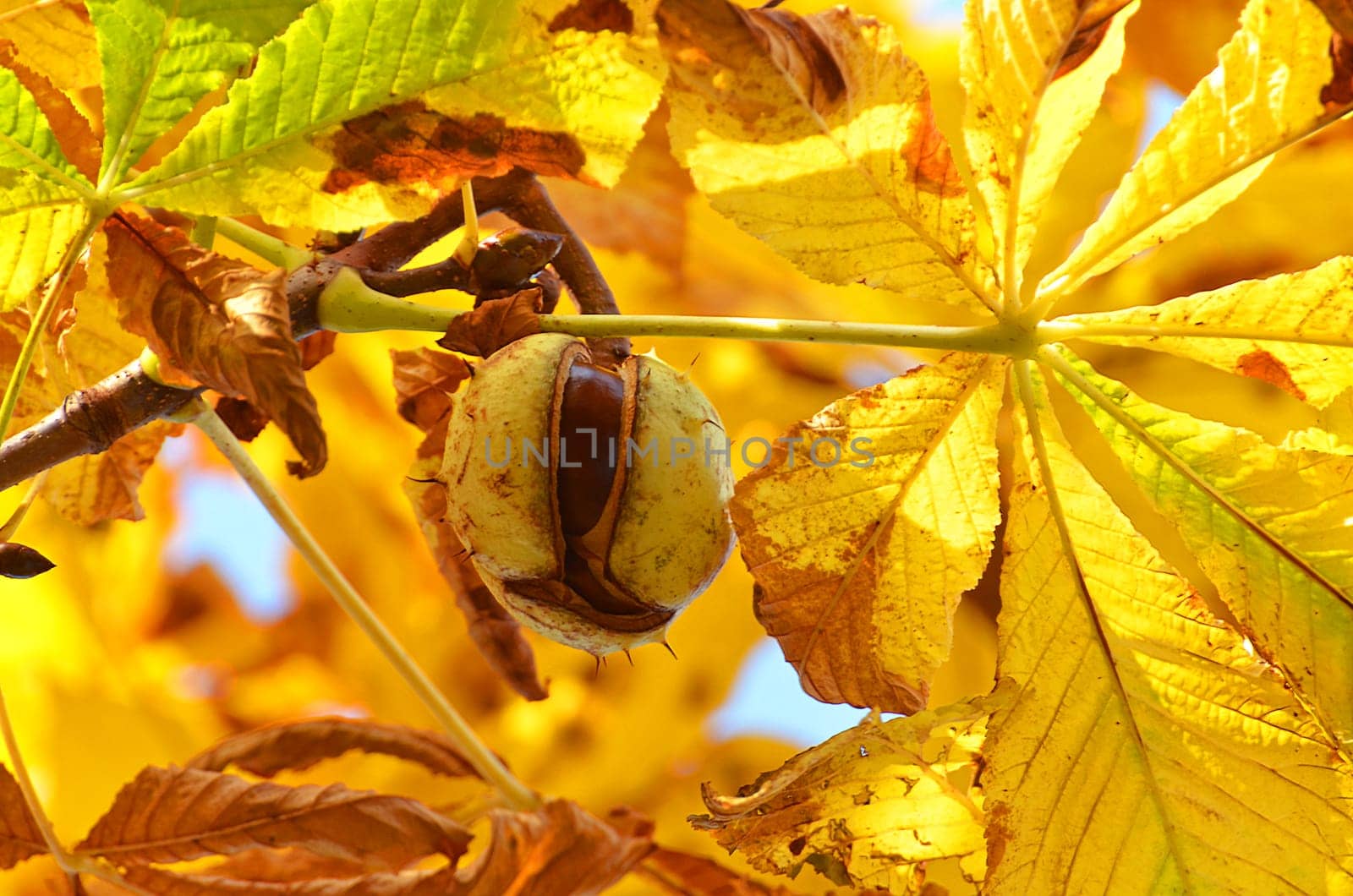 ripe chestnut