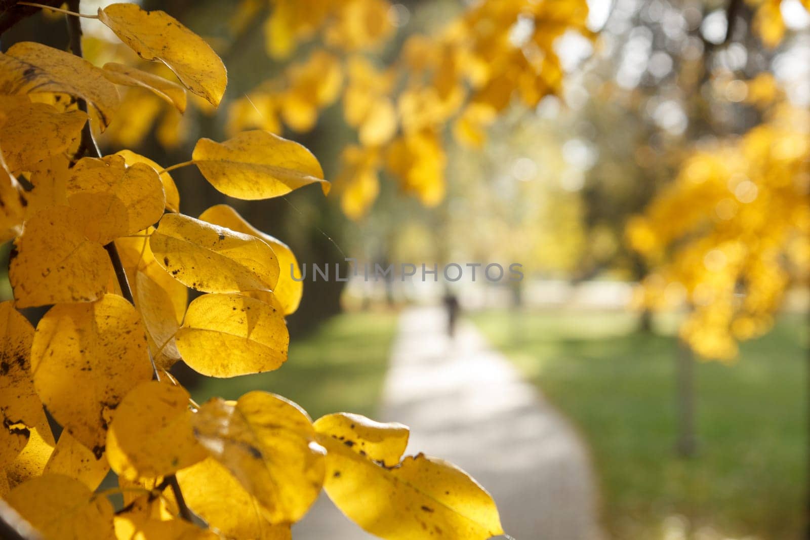 Yellow autumn leaves on tree with blurred sidewalk in background