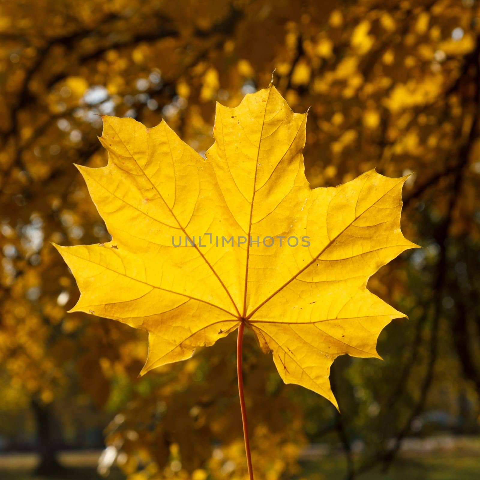 Single yellow maple leaf on blurred outdoor background