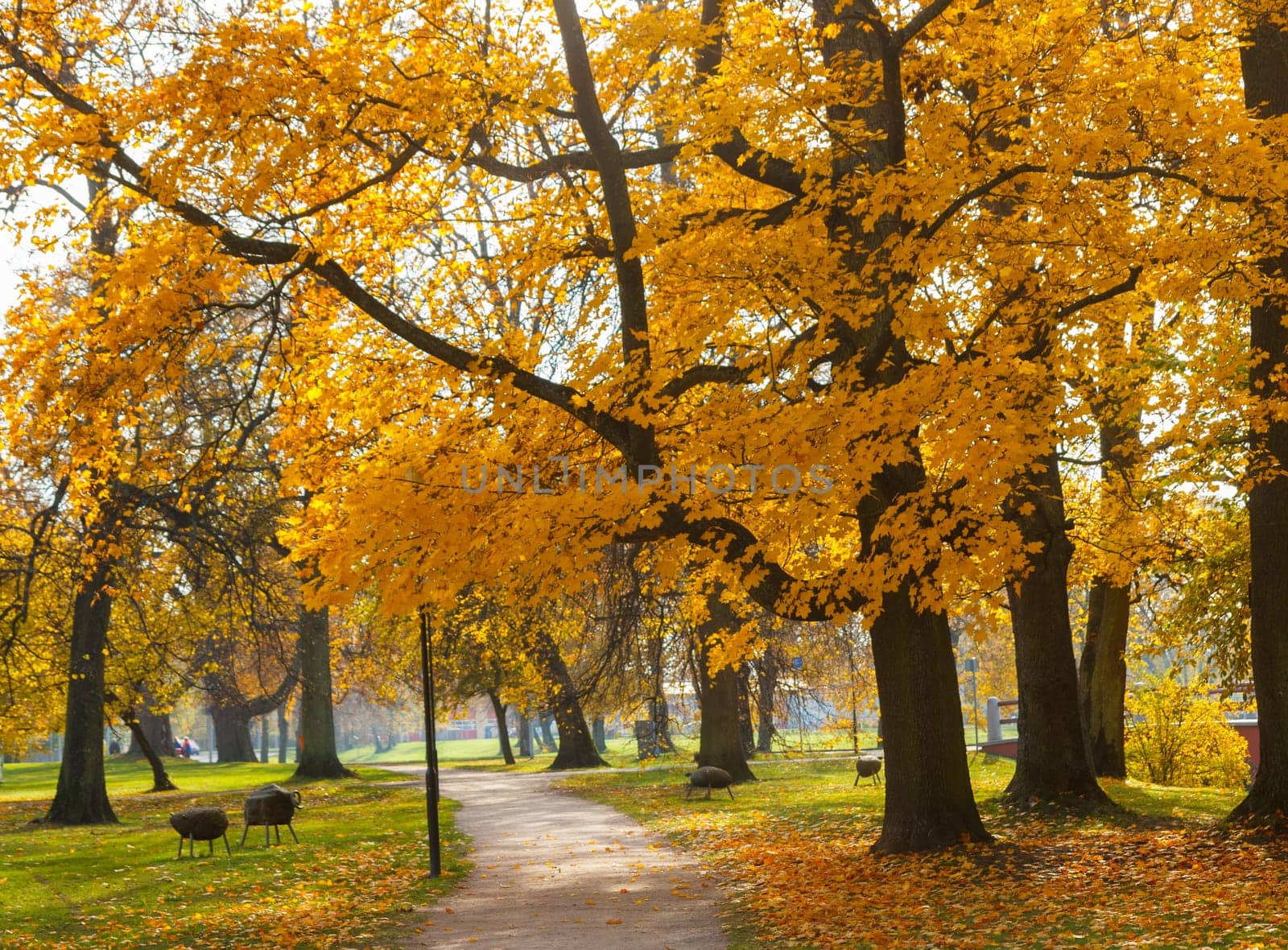 autumn park with empty pathway and yellow maple tree