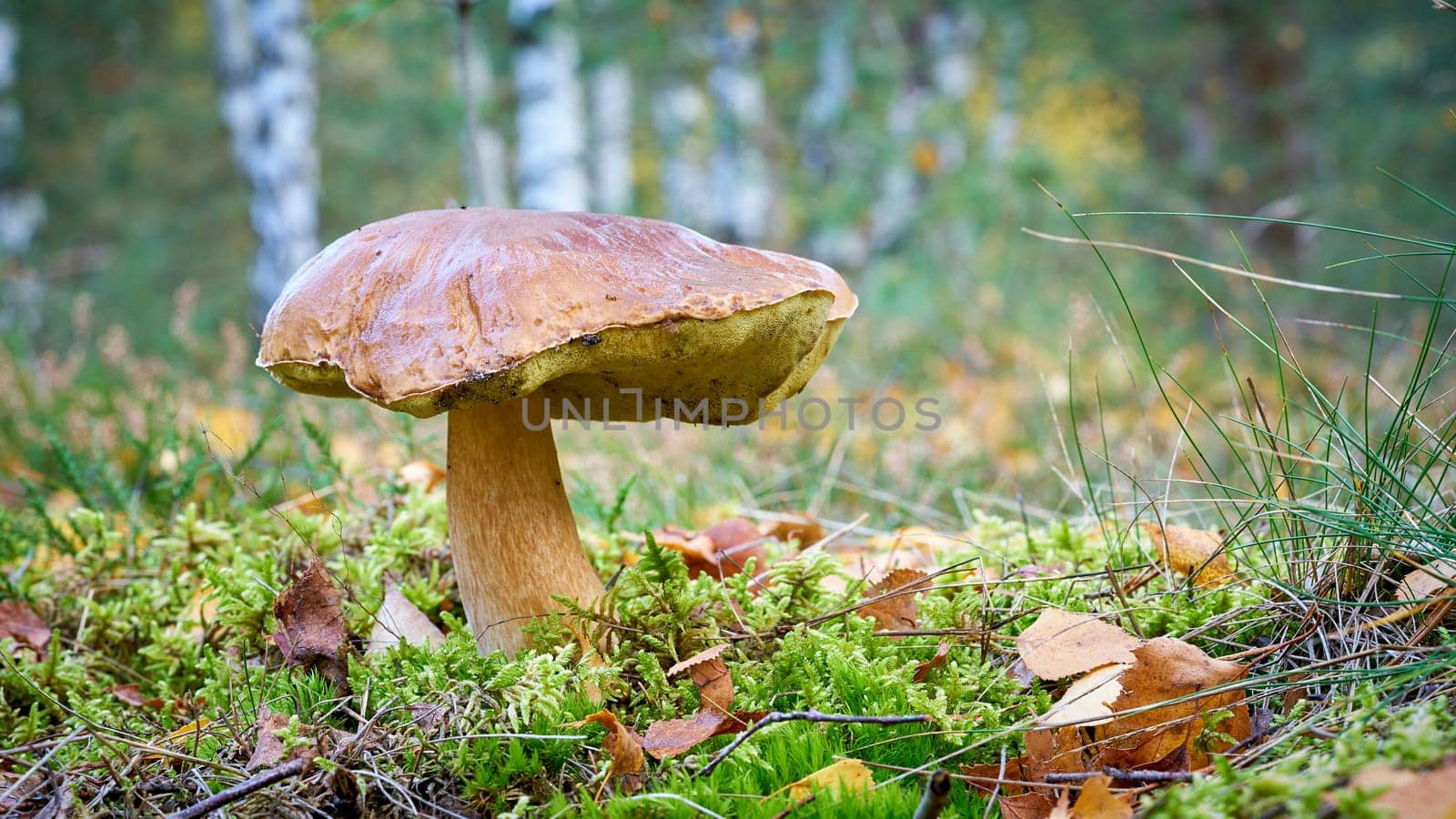 a porcini mushroom (Boletus edulis) in the autumn in the forest