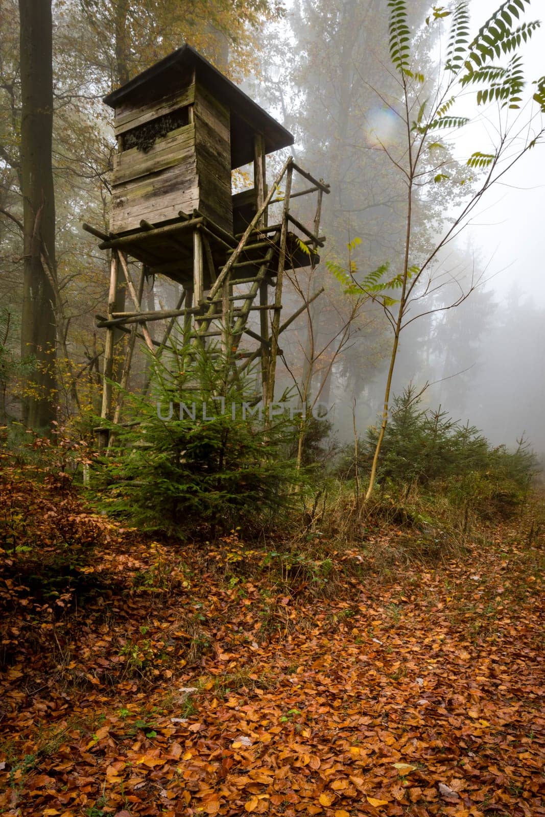 Wooden hunter perched at the forest edge in fog in autumnal pine forest against blurred background