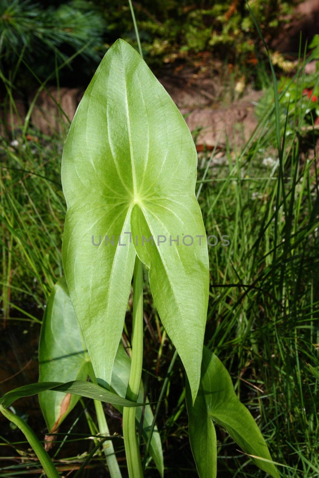 The arrowhead an interestingly shaped wetland plant
