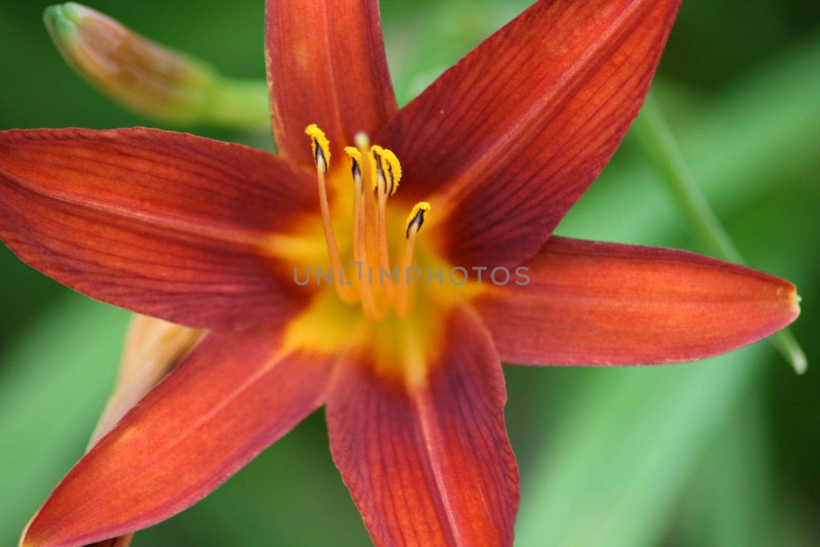 Closeup of a red flower blooming