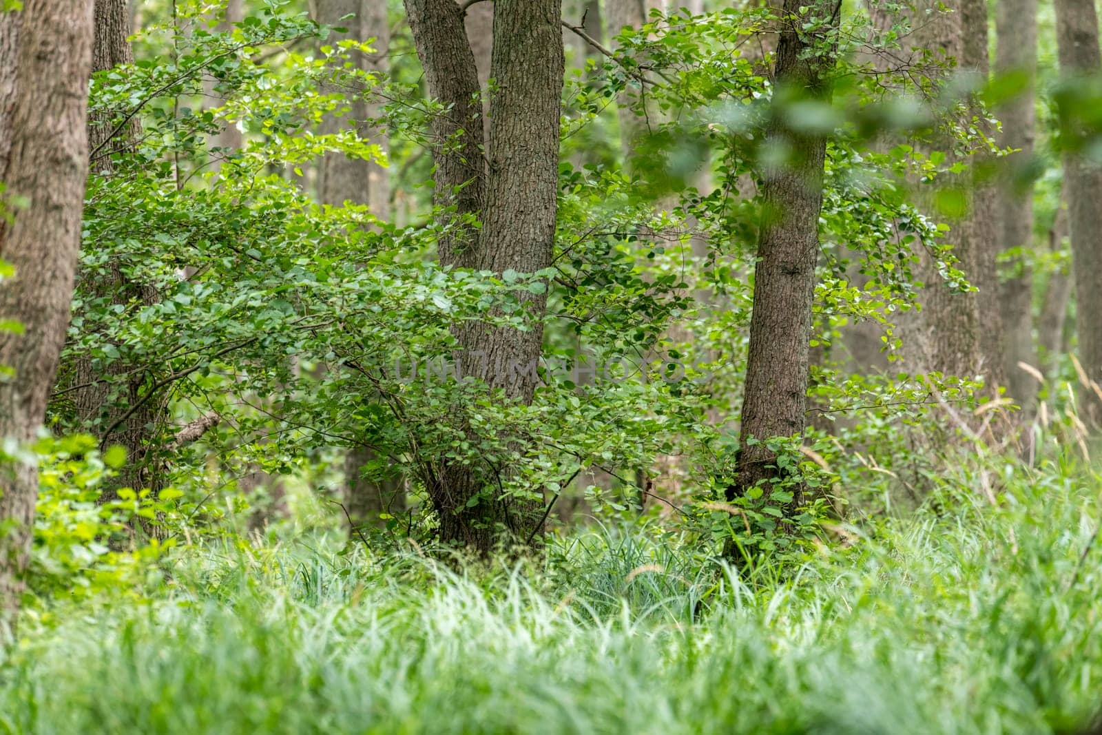 German Moor forest landscape with fern, grass and deciduous trees in summer as background