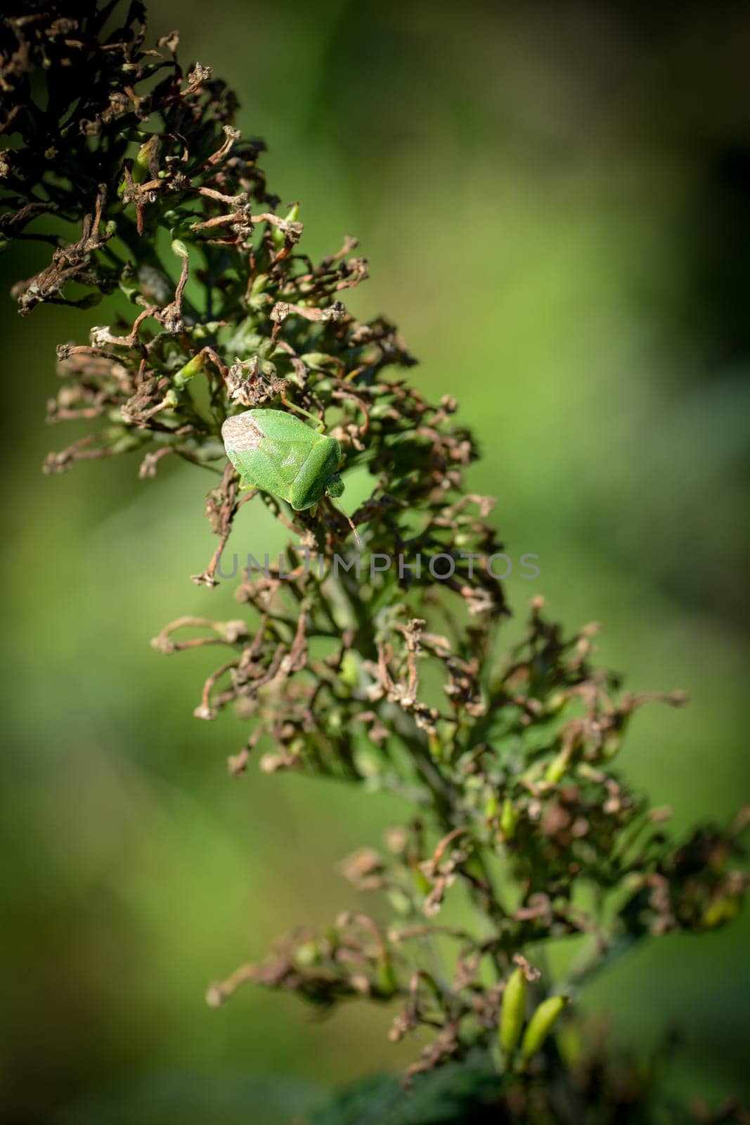 A green stink bug   (  Palomena prasina  )  on green plant f in nature with many  copy space